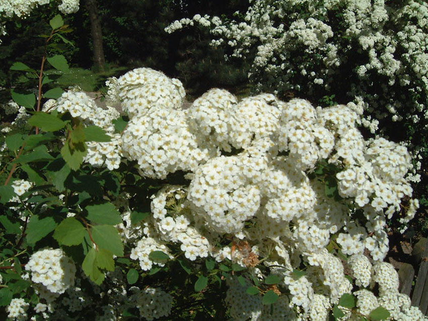 spiraea-vanhouttei