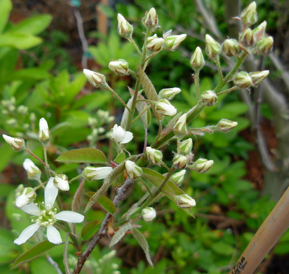 amelanchier-pince-william-3
