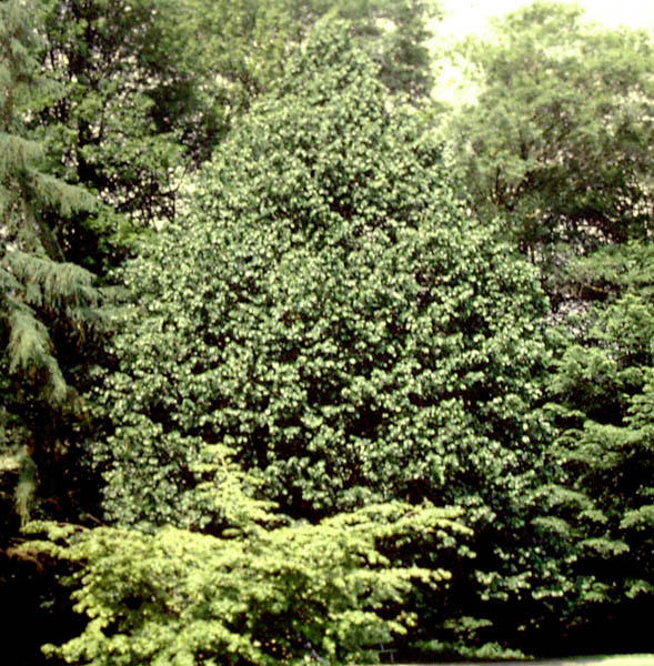 Turkish Hazel 