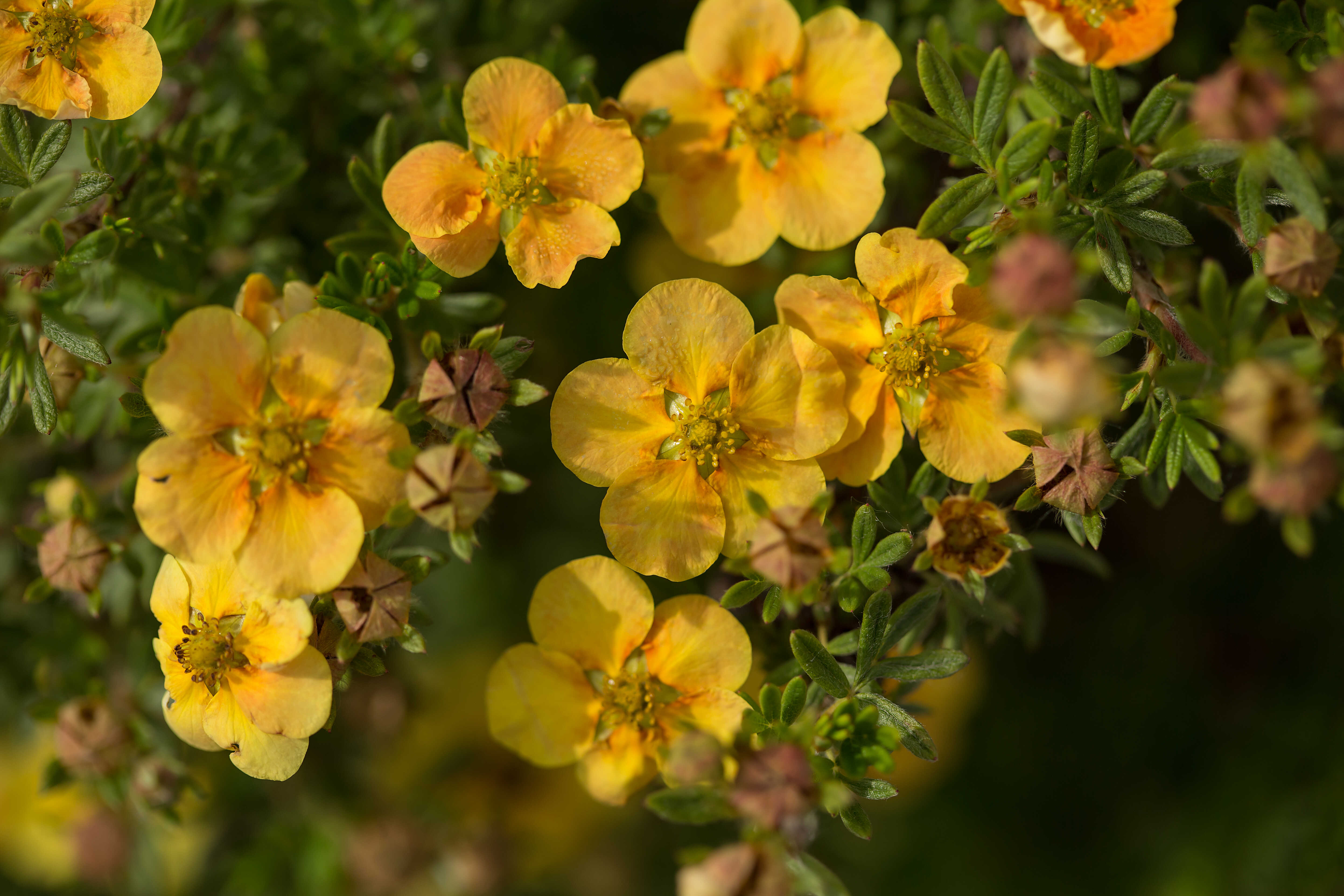 POTENTILLA fruticosa ´Citrus Tart´ (´Bailcitrus´) FE®
