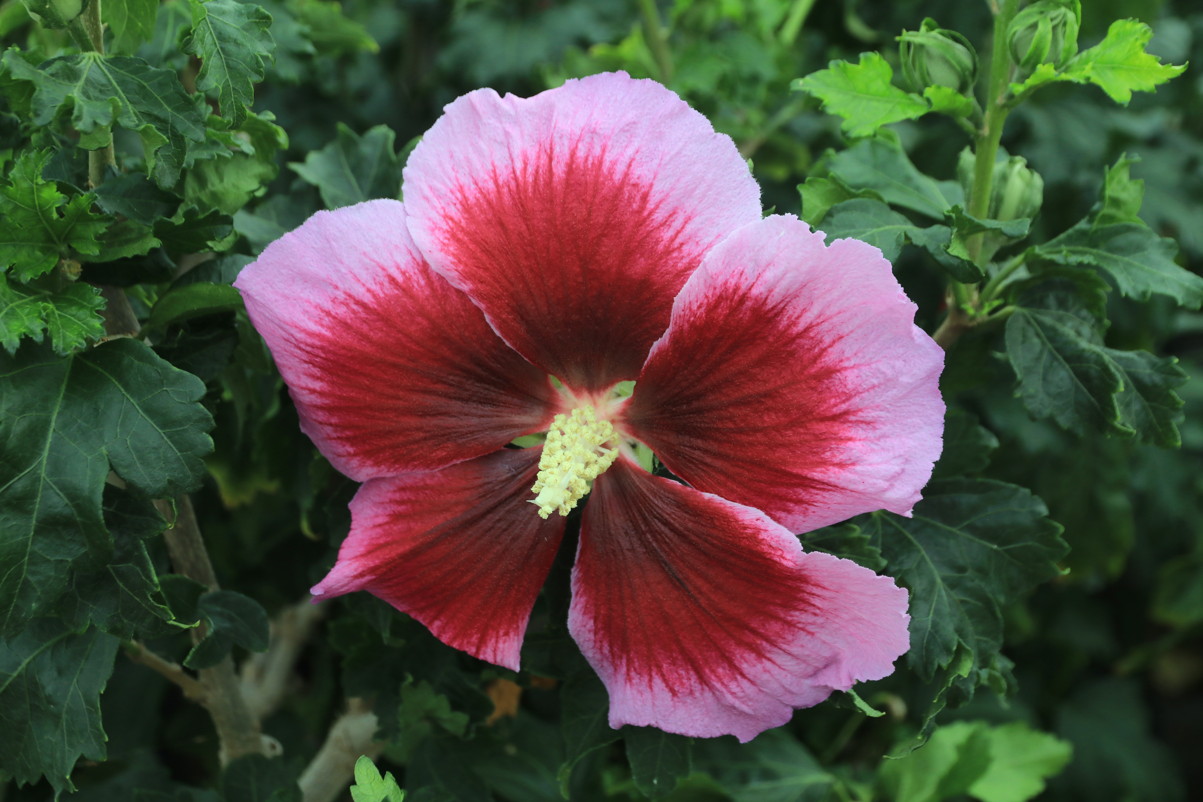 Hibiscus syriacus x paramutabilis Walberton’s® Lunar™ Eclipse (´WALHIRHAP´)