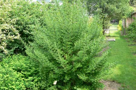 LIGUSTRUM vulgare ´Atrovirens Select´