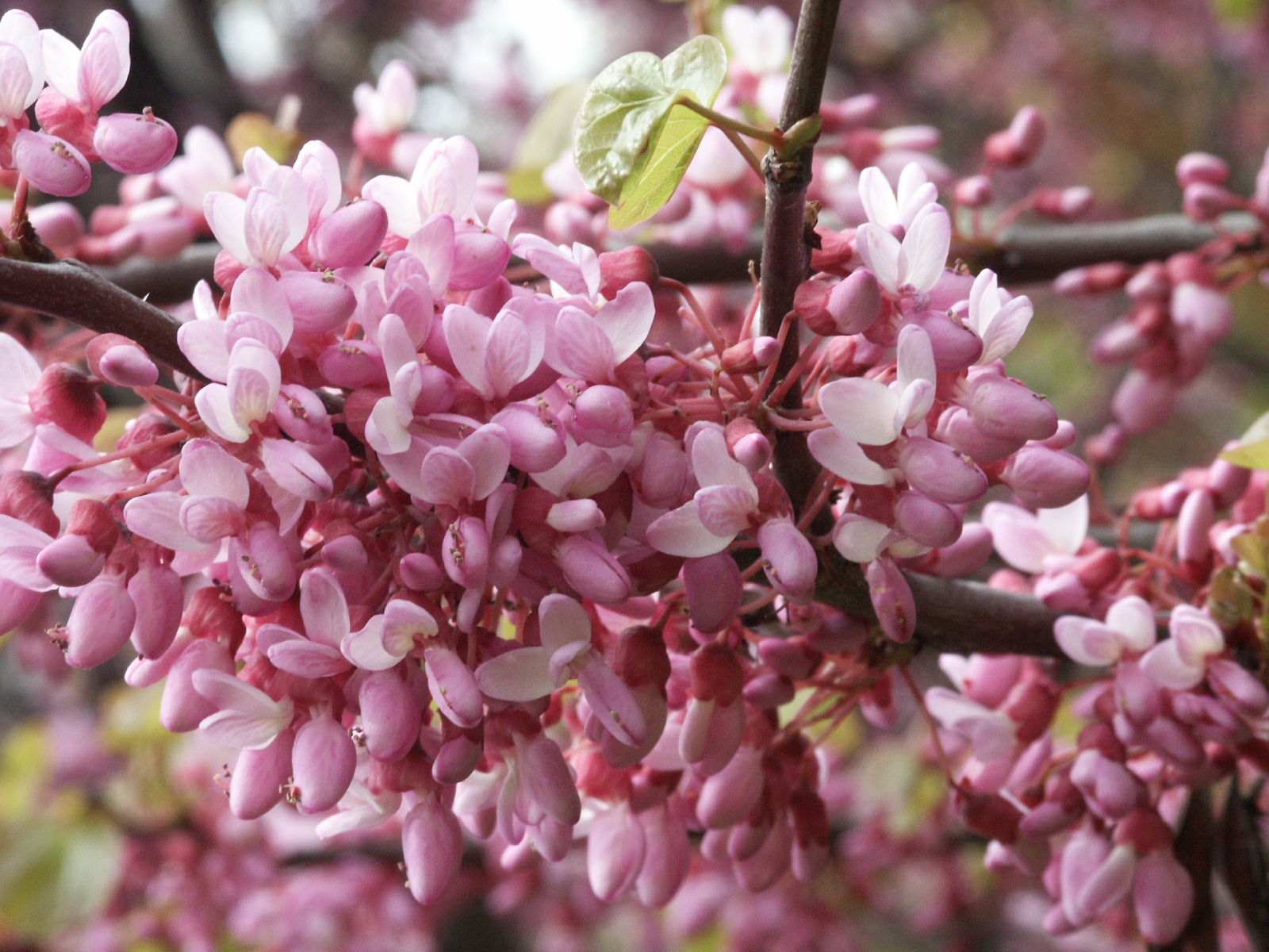 CERCIS siliquastrum