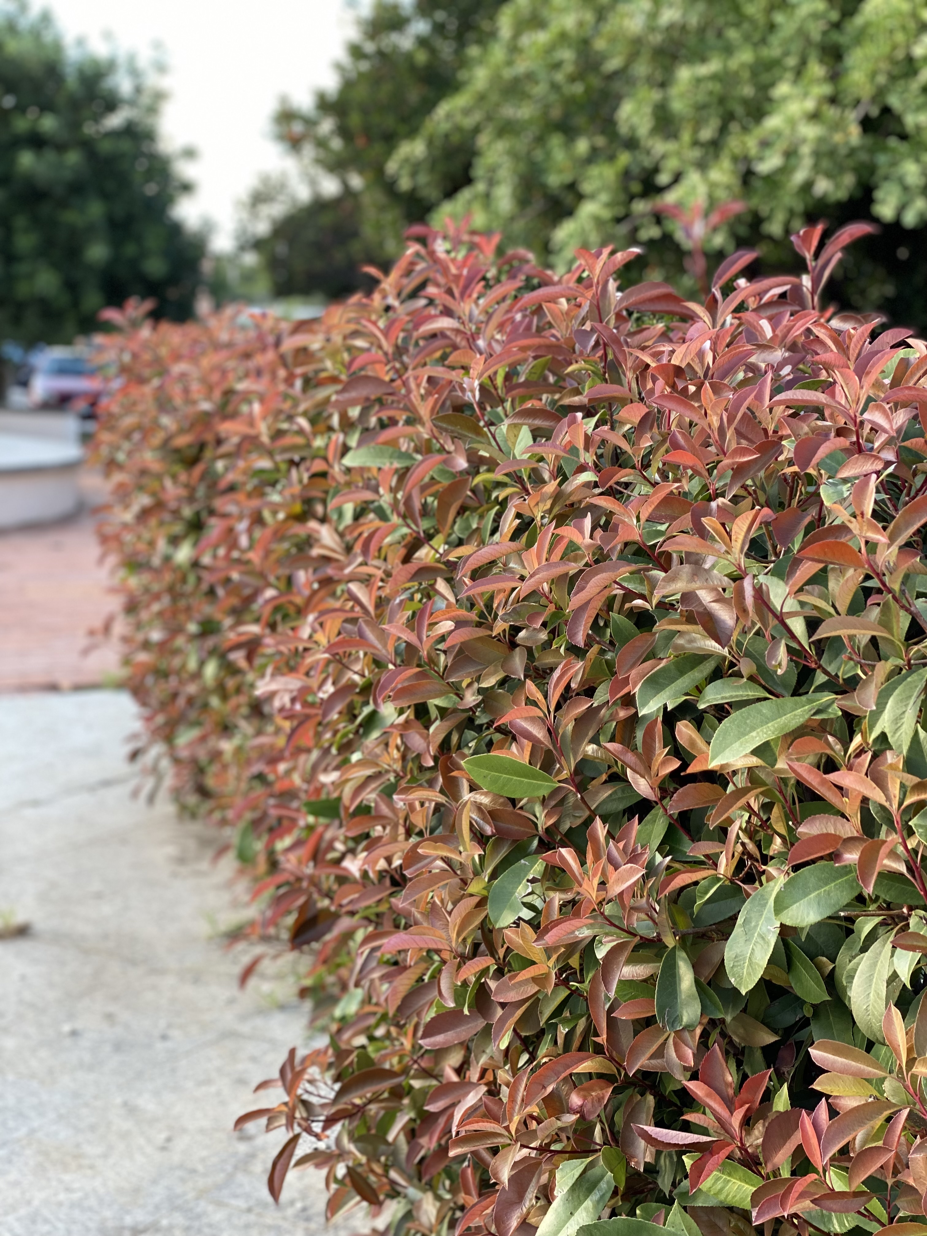 PHOTINIA fraseri ´Red Robin´