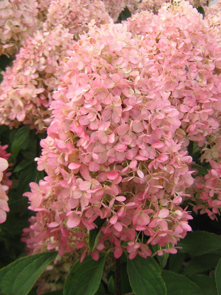 3_Hydrangea-paniculata-Bokrathirteen-MAGICAL-sweet_SUMMER_site