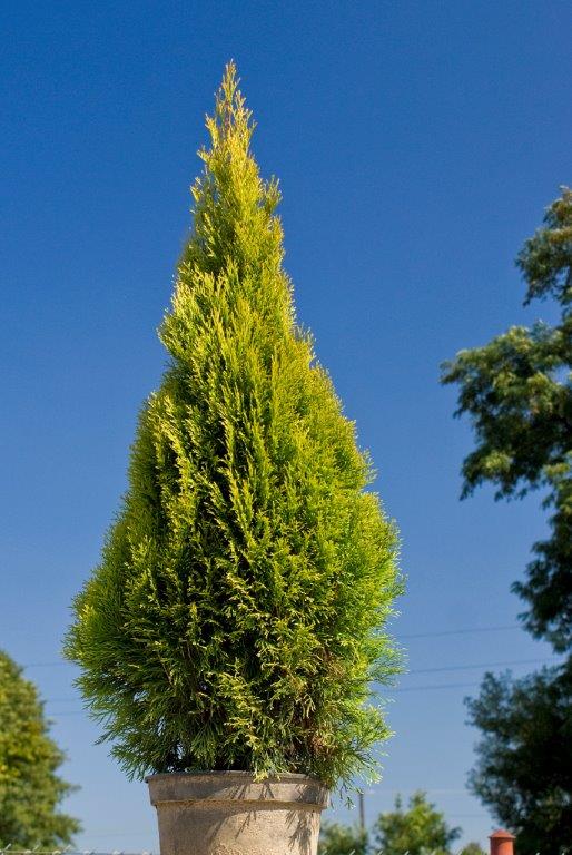 thuja-occidentalis-golden-smaragd-19