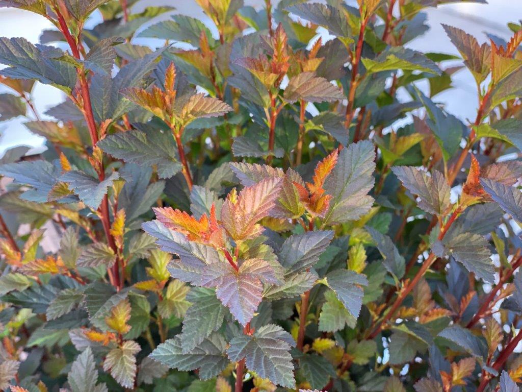 PHYSOPCARPUS-opulifolius-Sweet-Cherry-Tea-40