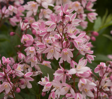 yuki_cherry_blossom_deutzia-1-3