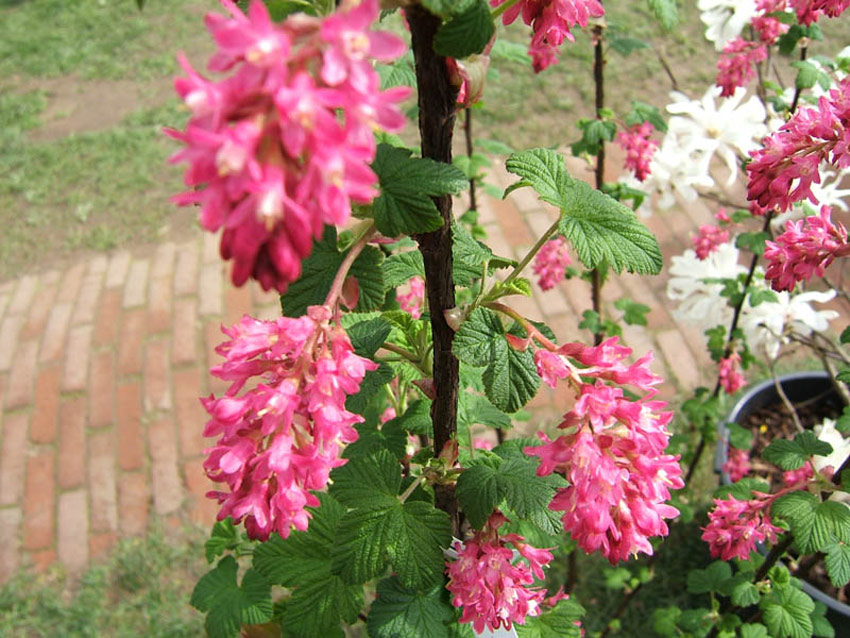 RIBES sanguineum ´King Edward VII´