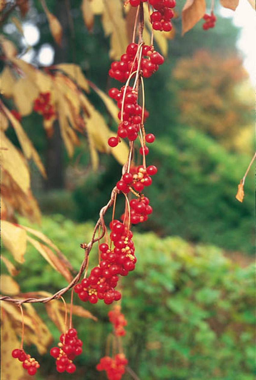 schisandra-chinensis-3