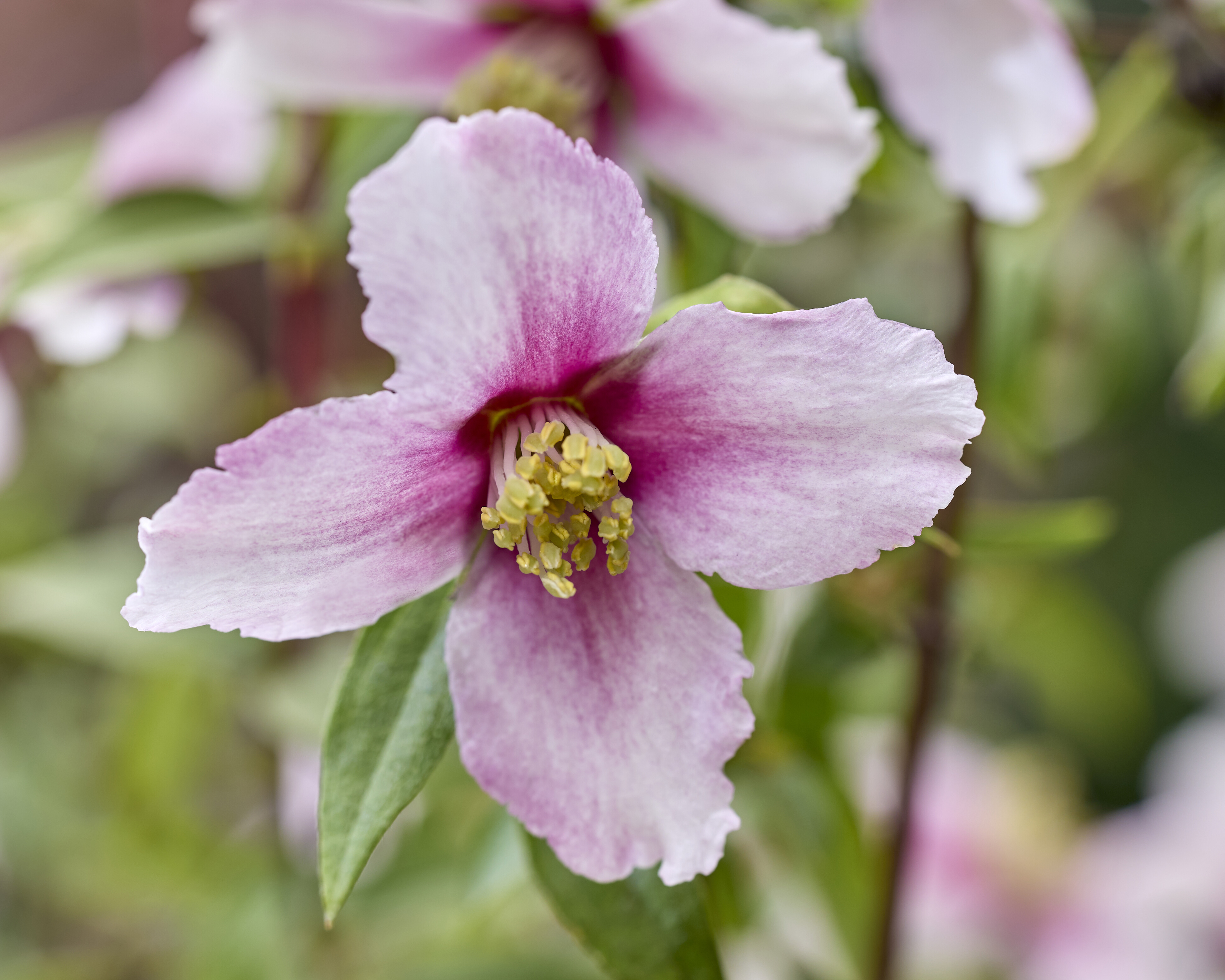 PHILADELPHUS ´Petite Perfume Pink´(´P1´)Ⓢ | 2j.v.St. P9 0/1/1 | 10282