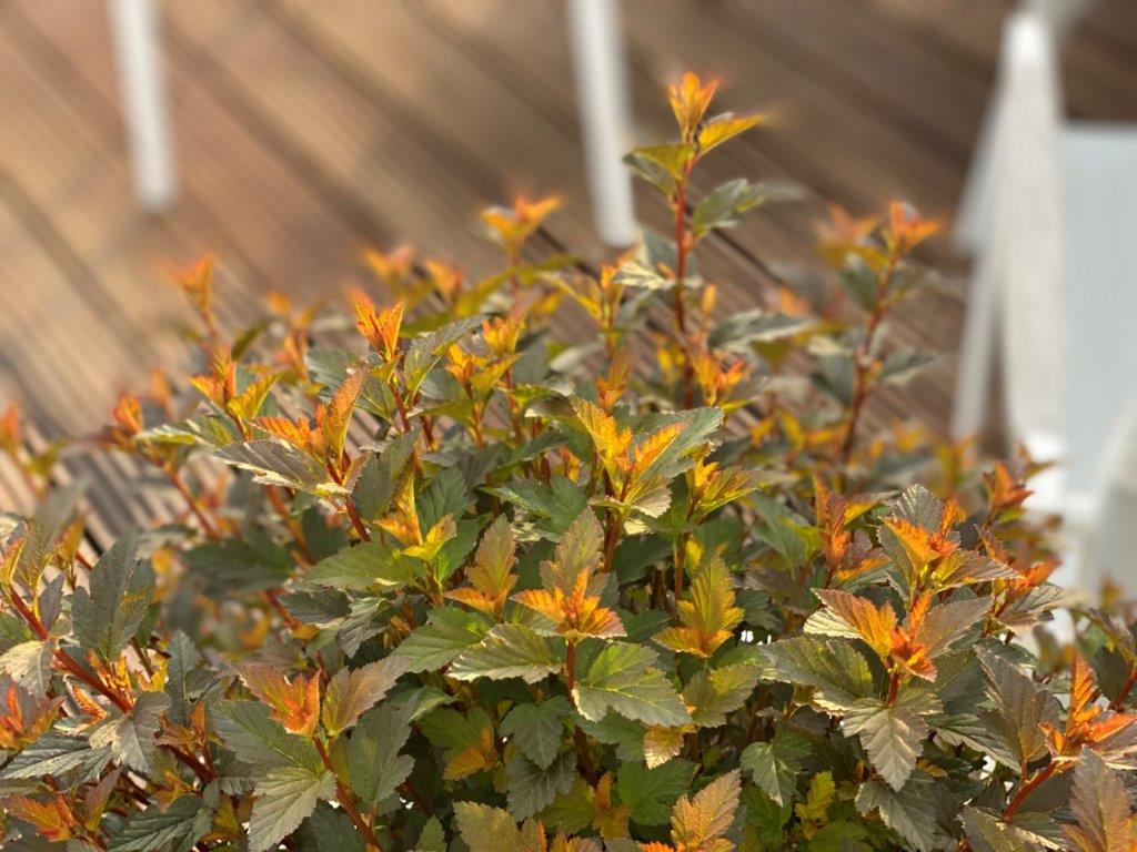 PHYSOPCARPUS-opulifolius-Sweet-Cherry-Tea-51