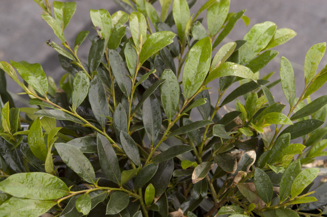 Distylium-First-Editions-Vintage-Jade-1