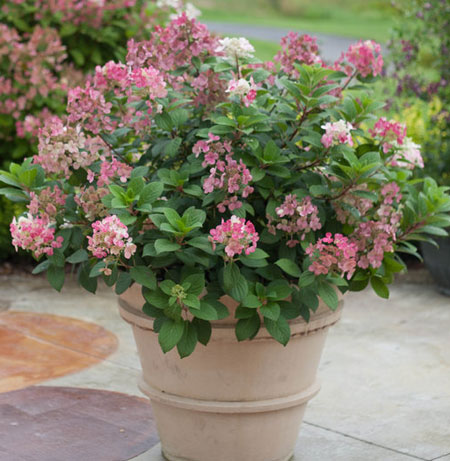 hydrangea-paniculata-little-quick-fire-4