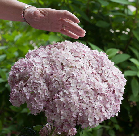 Hydrangea-arboresces-Sweet-Annabelle-incrediball_blush_hydrangea-1