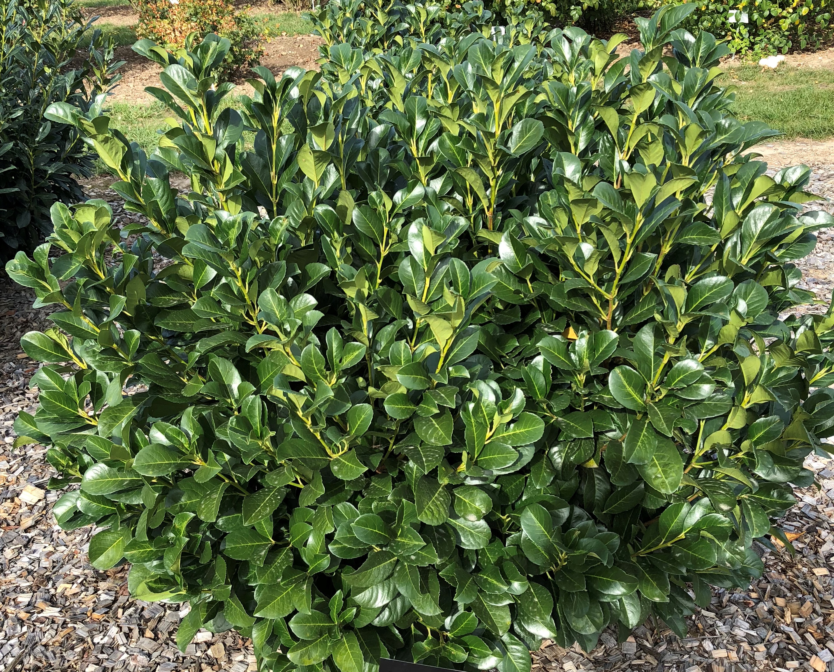 PRUNUS laurocerasus ´Etna´® (´Anbri´)Ⓢ