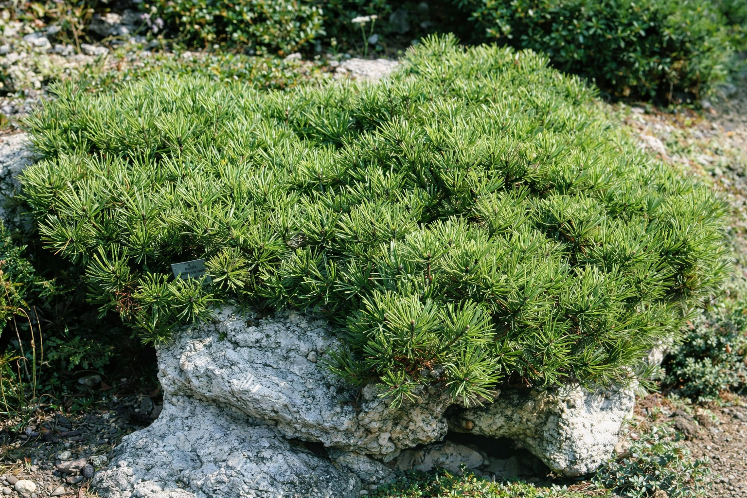 PINUS mugo pumilio