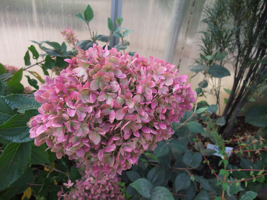 hydrangea-paniculata-little-lime-16