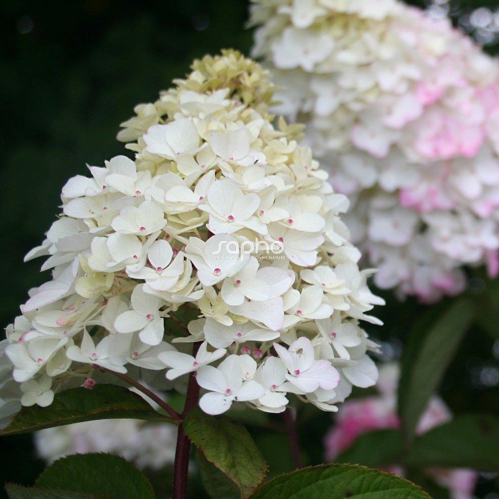 HYDRANGEA-paniculata-Fraise-Melba-1