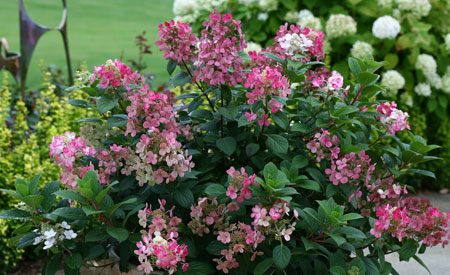 hydrangea-paniculata-little-quick-fire-8