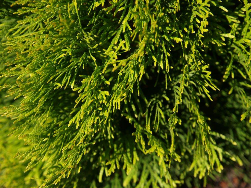 thuja-occidentalis-golden-smaragd-1