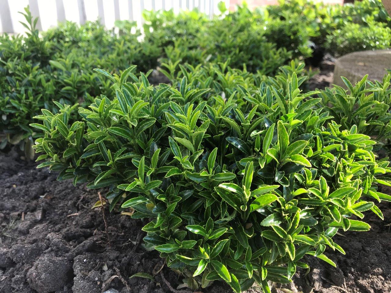 EUONYMUS-fortunei-Green-Empire-R-11