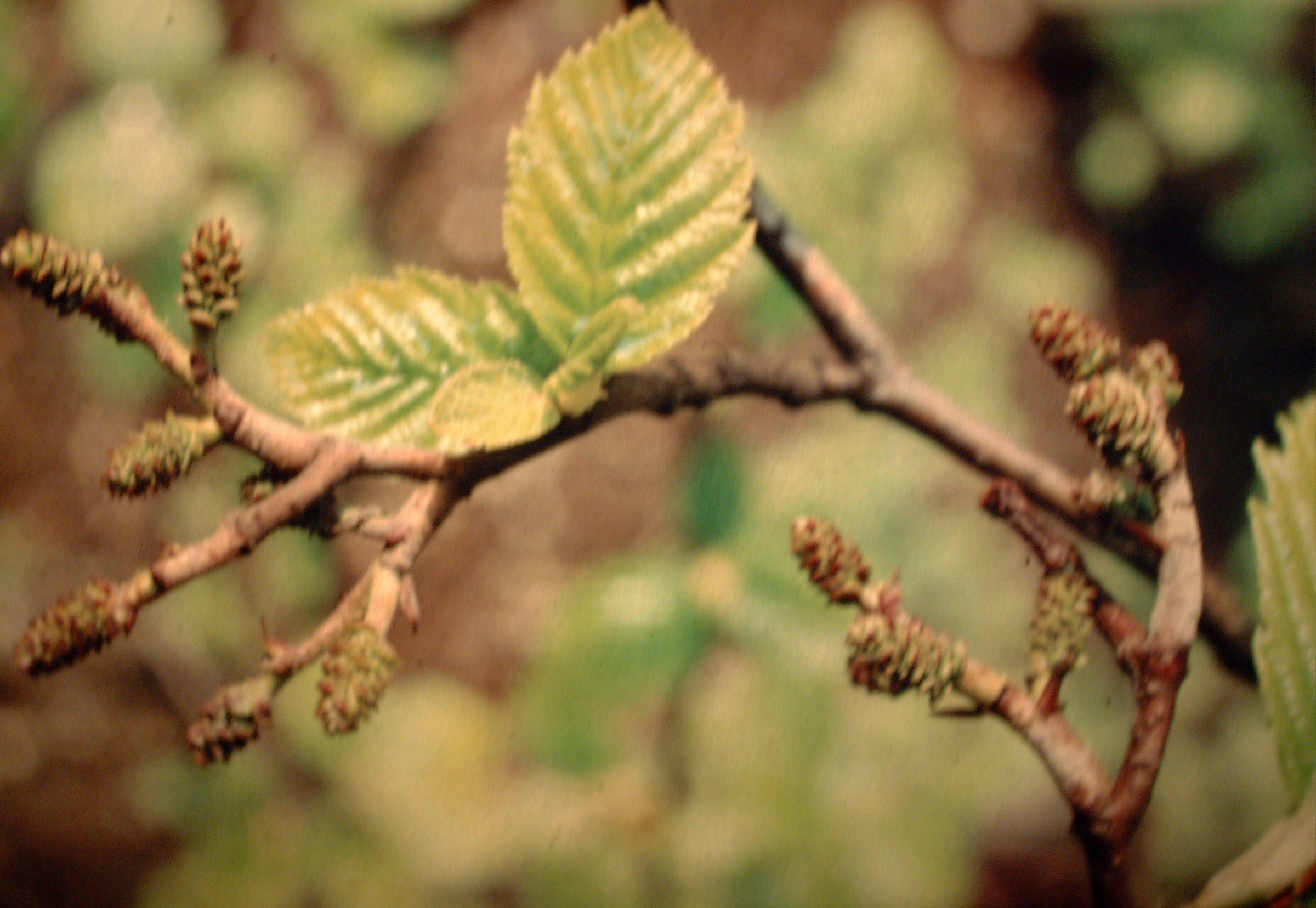 Grey Alder 