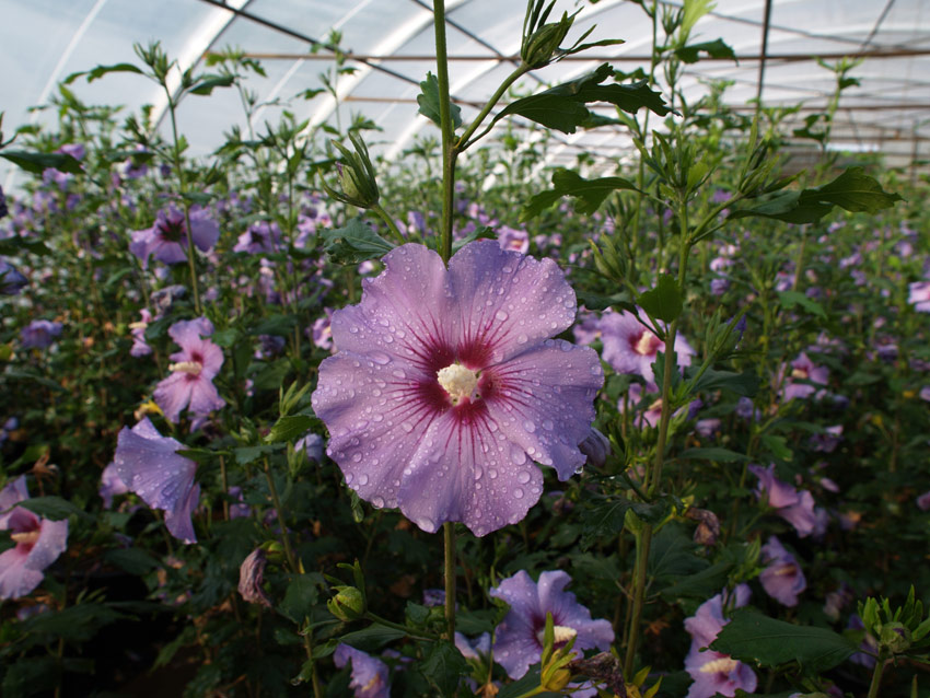 hibiscus-syriacus-marina-9