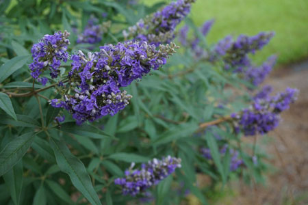 Vitex-Delta-Blues-10