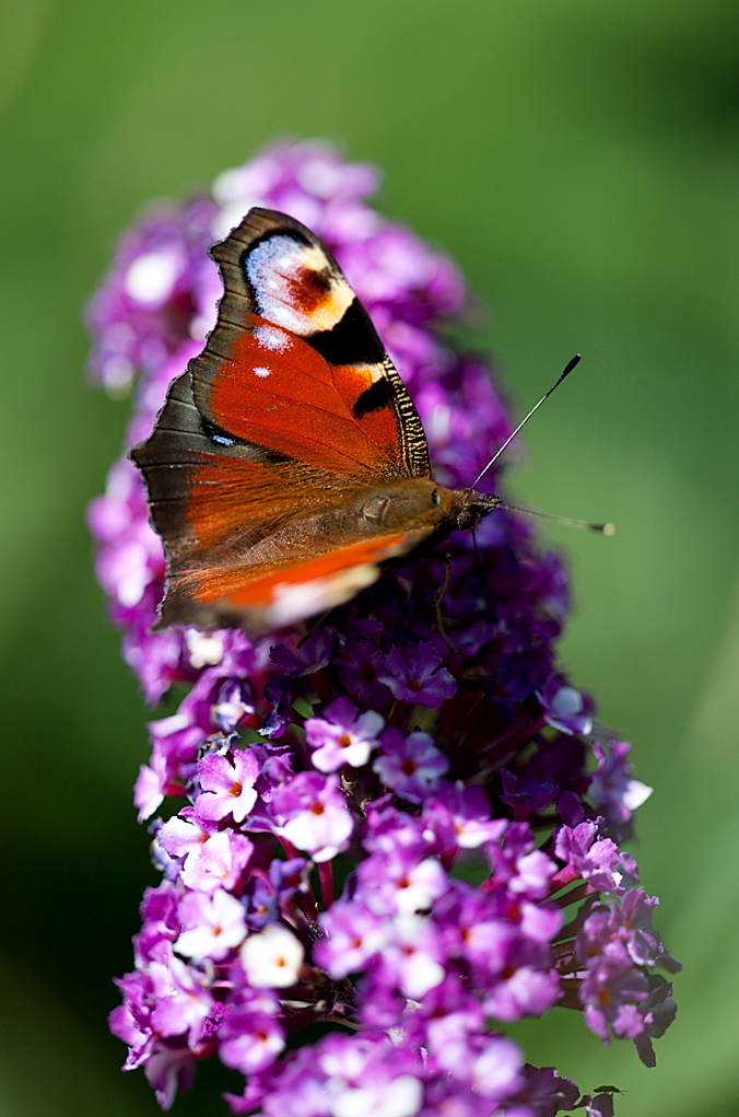 BUDDLEJA davidii ´Berries & Cream´ ('Pmoore14')Ⓢ