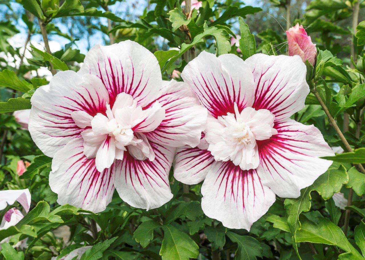Hibiscus-syriacus-Starburst-Chiffon-7
