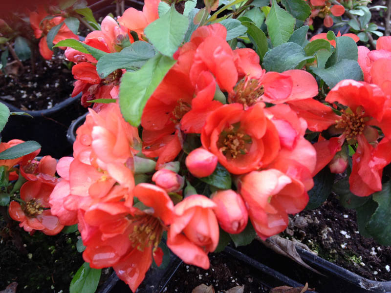 chaenomelis-japonica-cido-6