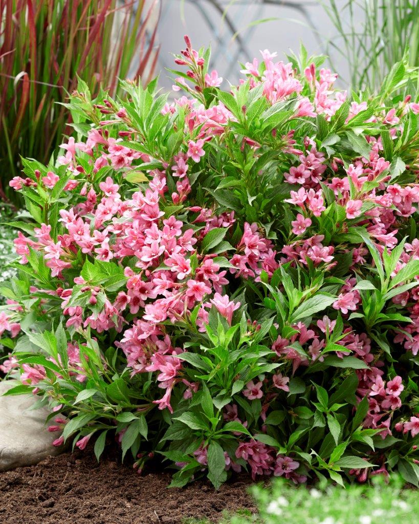 Weigela-Picobella-Rosa-12