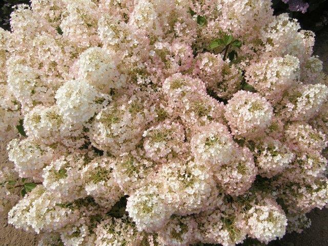 HYDRANGEA-paniculata-Bobo-117ZQBZ3IXQHgjp