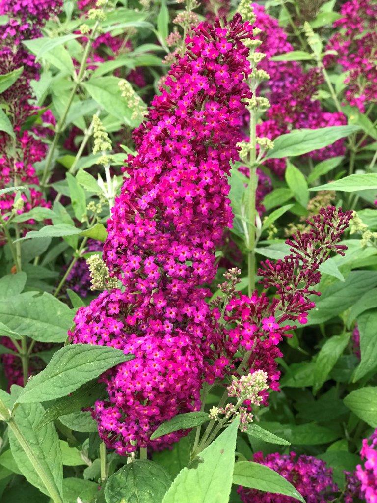 BUDDLEJA-davidii-Funky-Fuchsia-6
