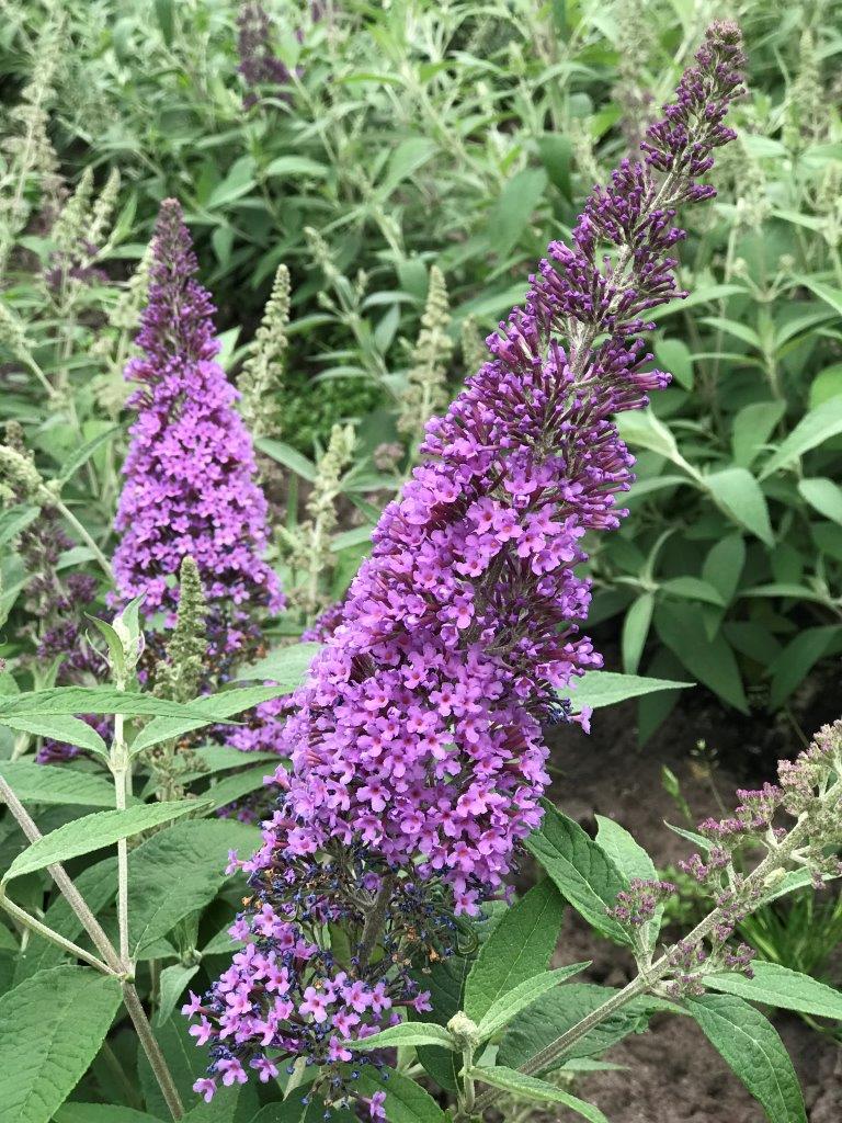 BUDDLEJA-davidii-Reve-de-Papillon-Lavender-True-Blue-2