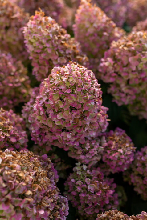 HYDRANGEA-pan-Little-Hottie-3