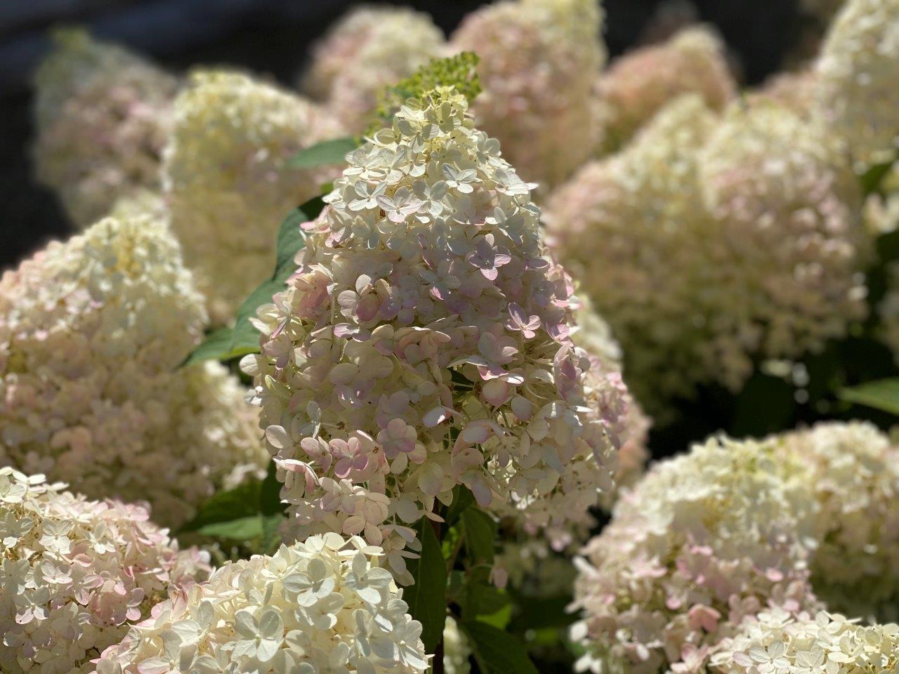 HYDRANGEA-paniculata-Pinkachu-58