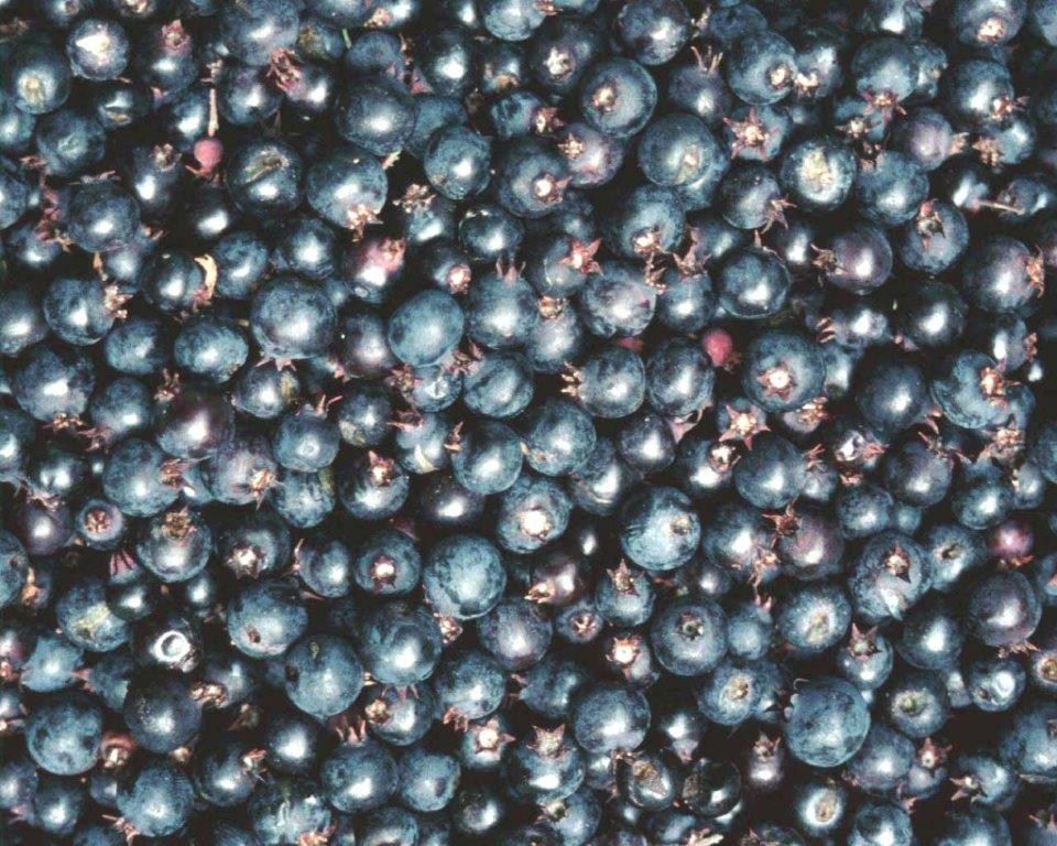 amelanchier-ovalis-fr-chte