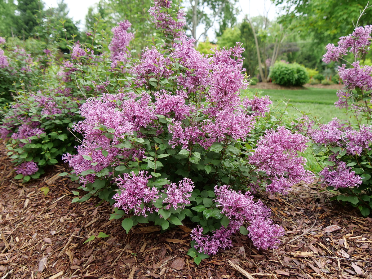 SYRINGA ´Bloomerang® Tiny Purple´ (´SMNJRPU´)Ⓢ PW