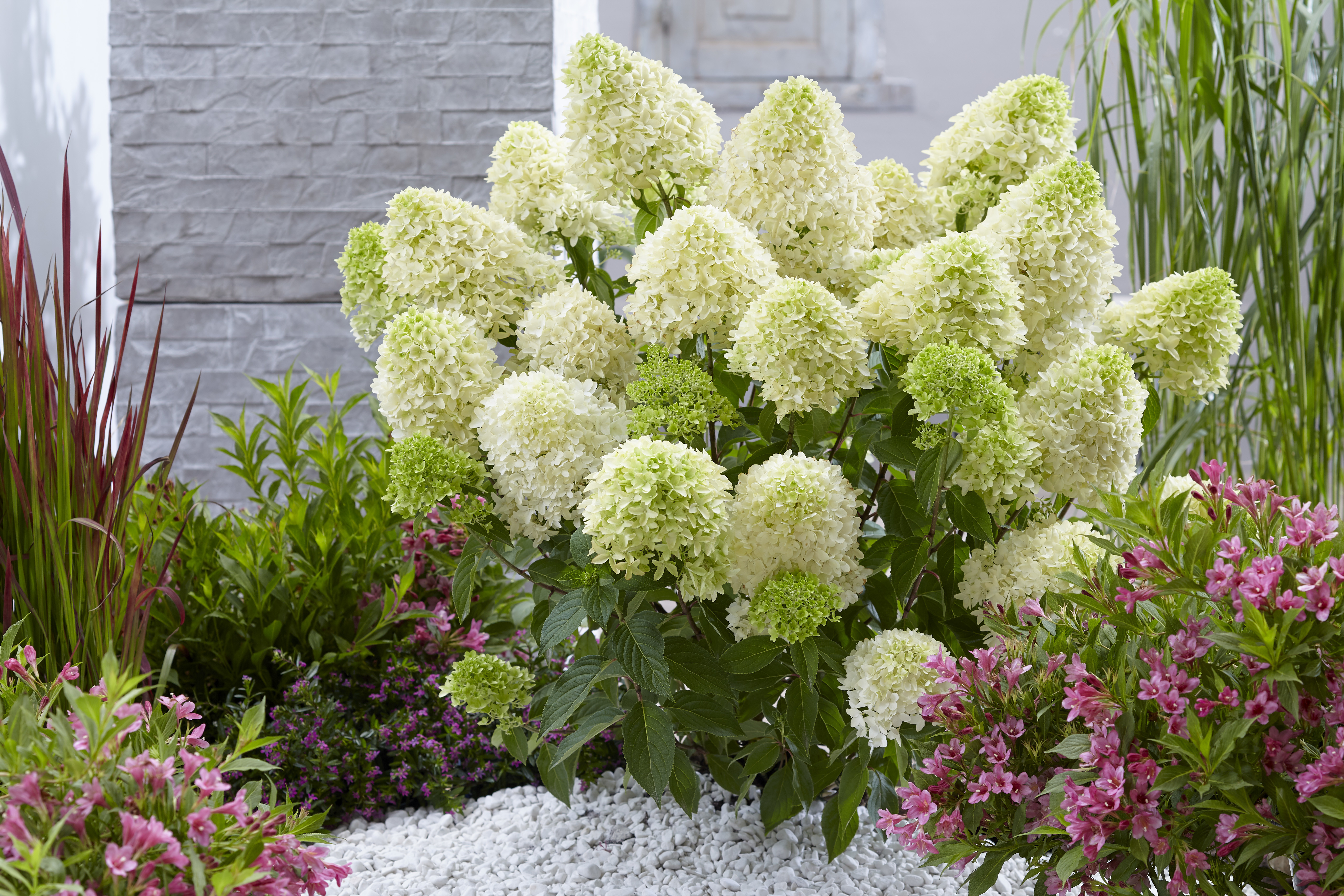 HYDRANGEA paniculata ´Skyfall´® (´Frenne´)Ⓢ
