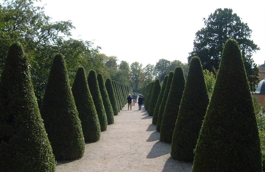 Giant arborvitae, Western arborvitae 