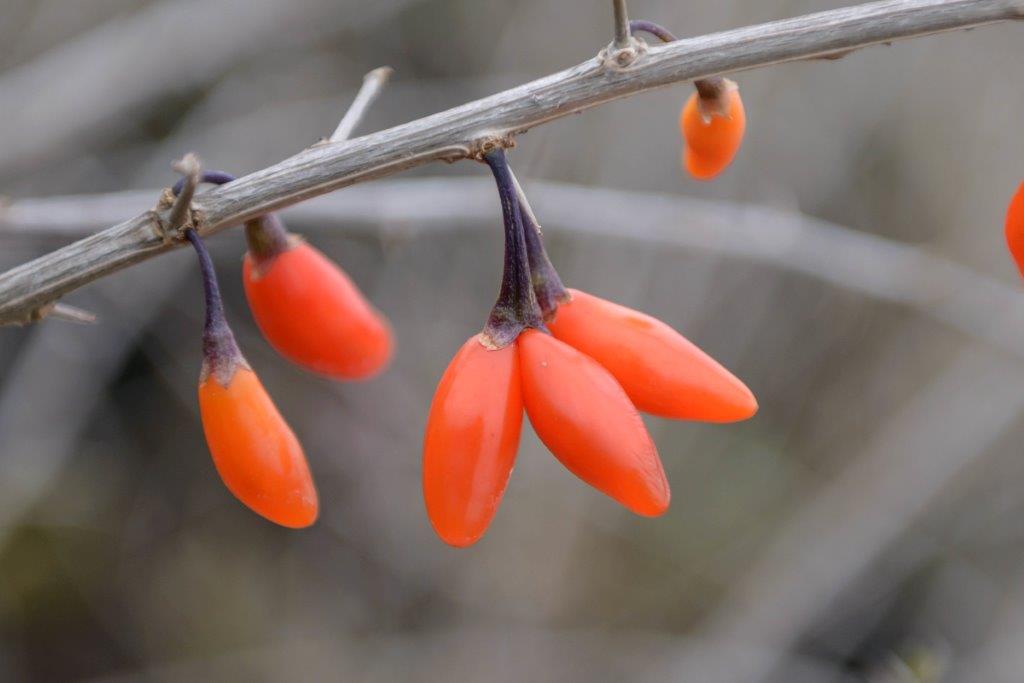 lycium-barbarum-big-lifeberry-r-_hrm5288