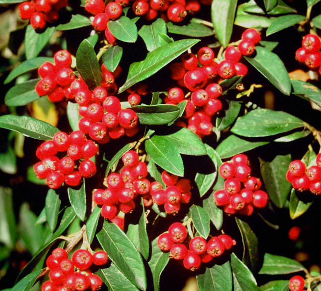 Weeping Cotoneaster 