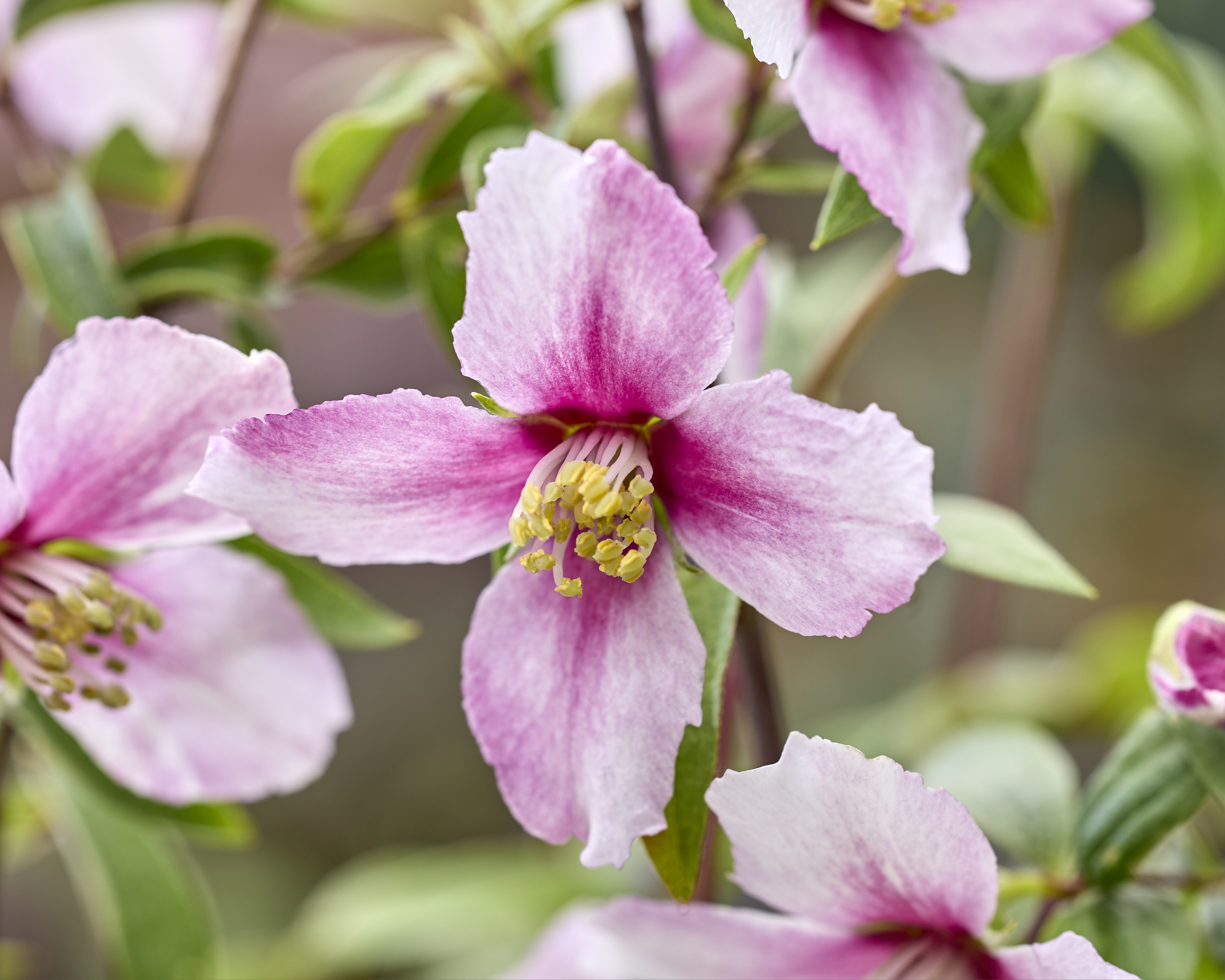 PHILADELPHUS ´Petite Perfume Pink´(´P1´)Ⓢ PHILADELPHUS ´Petite Perfume Pink´(´P1´)Ⓢ