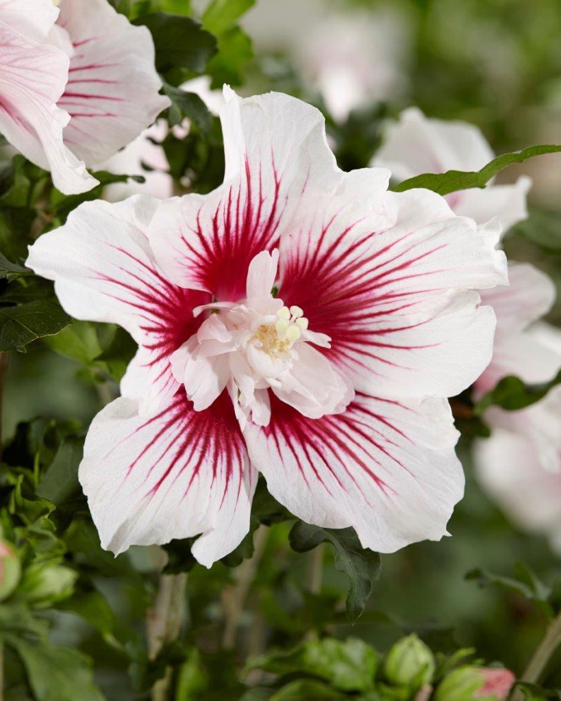 Hibiscus-syriacus-Starburst-Chiffon-13