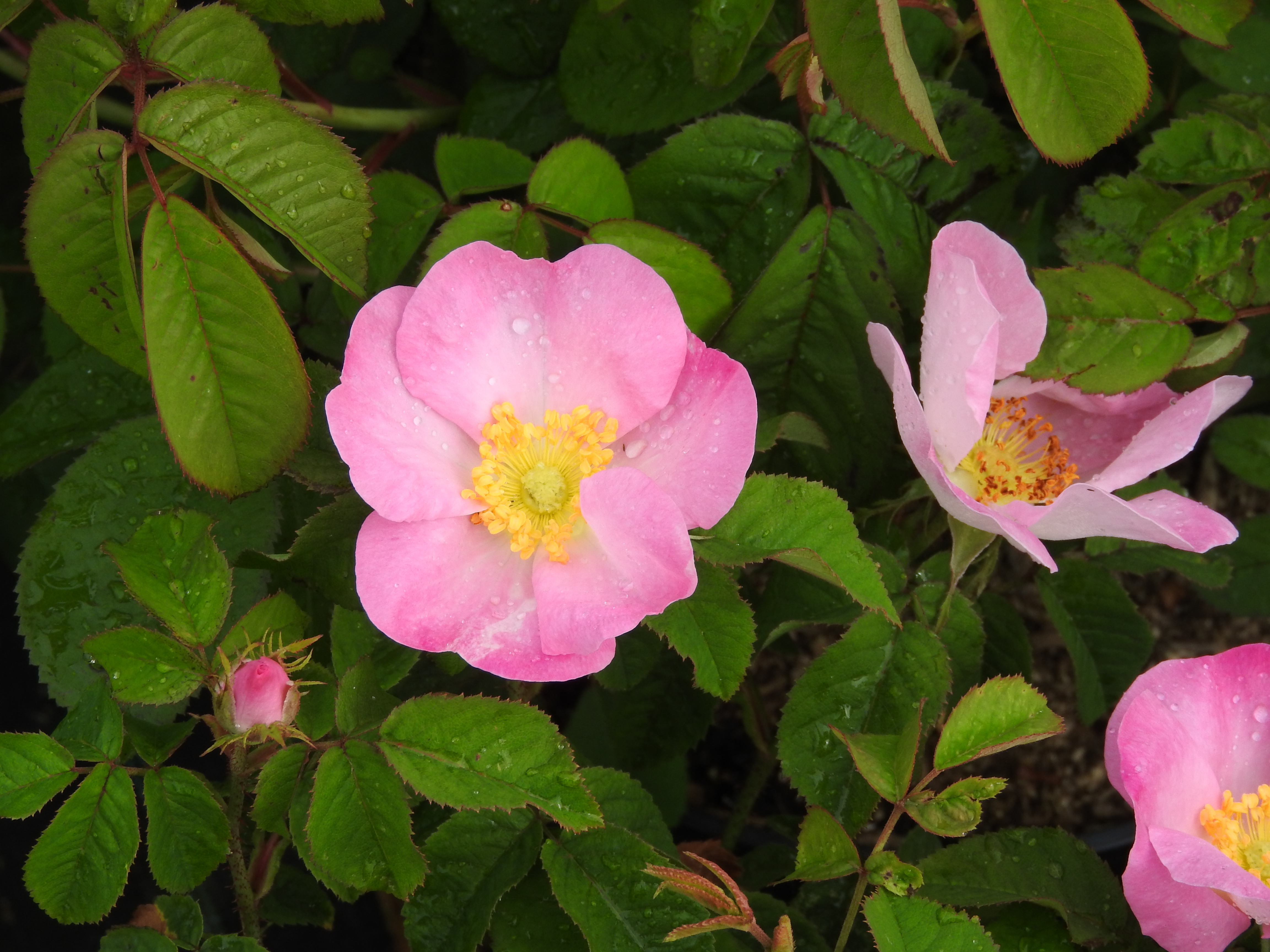 French Rose 