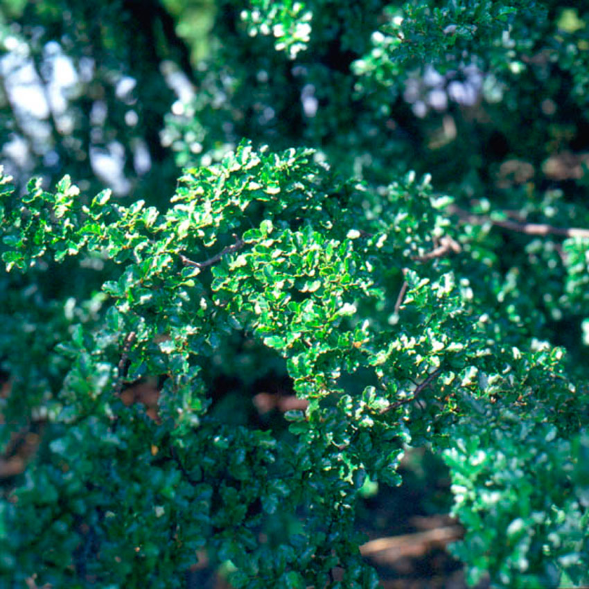 Antartic Beech 