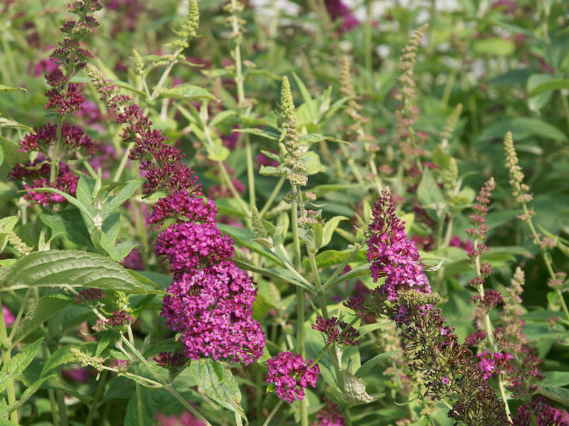 buddleja-red-chip-3
