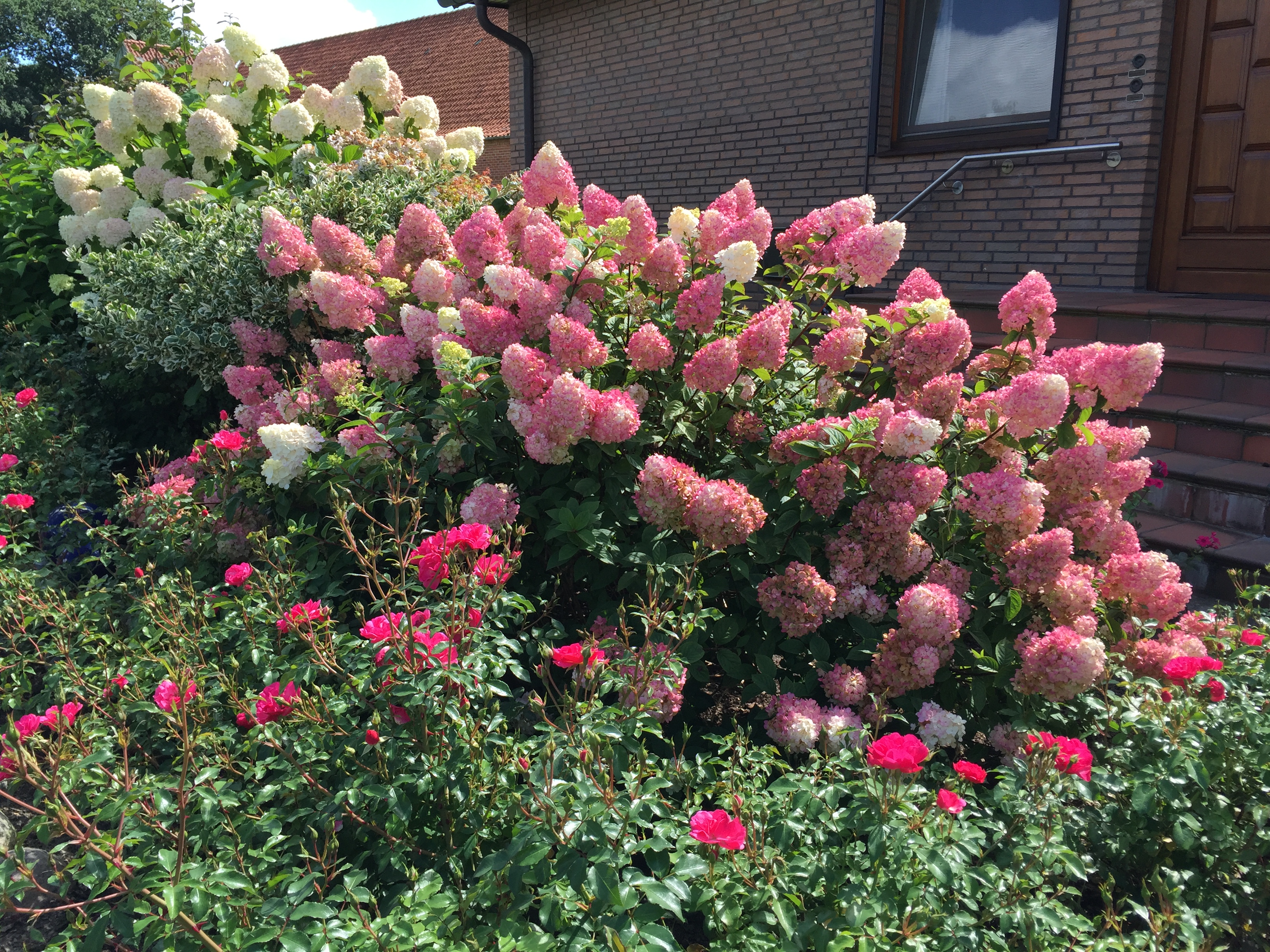 HYDRANGEA paniculata ´Sundae Fraise´® (´Rensun´)Ⓢ
